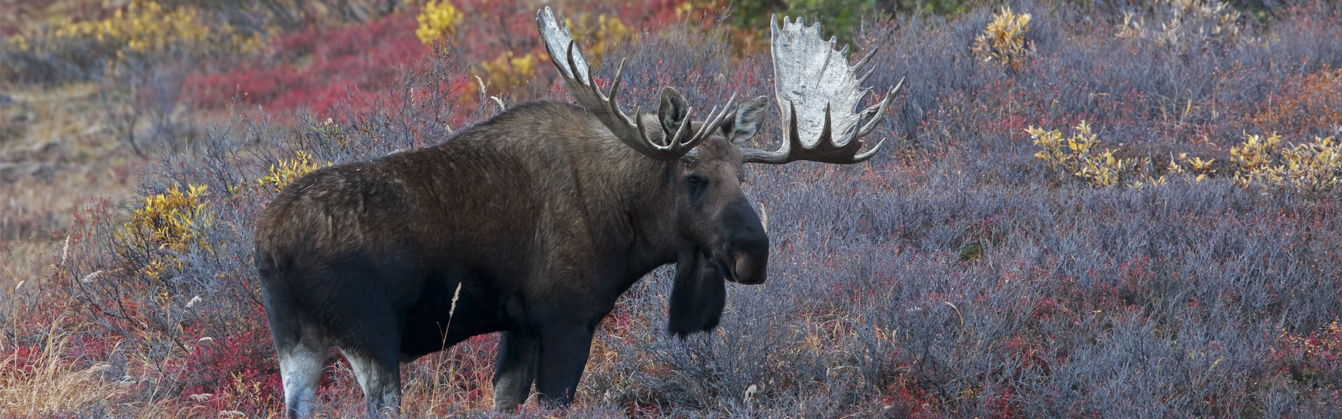 Which Alaska Moose Hunt is Right Hunt For You?